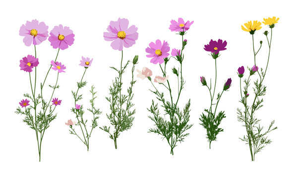 Cosmos bipinnatus cutout, garden cosmos, Mexican aster, cosmea flowers, vector illustration, floral elements, isolated plant, spring botanical set, natural blooming, wildflower collection.