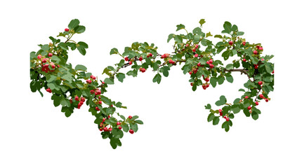 Fototapeta premium Isolated Crataegus persimilis, plumleaf hawthorn, summer and fall tree collection, broad-leaved cockspur thorn, front view, foliage, garden plant, transparent background, vector illustration.