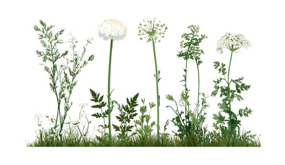 Daucus carota European wild carrot Queen Anne's lace bishop's lace bird's nest herbal flower isolated cutout tree meadow garden vector illustration, floral design. © aura studio