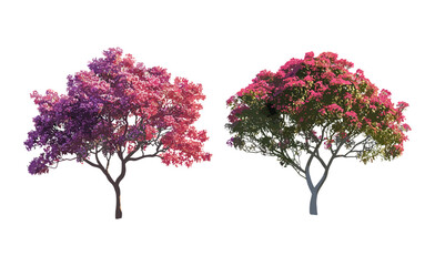 Obraz premium Set of Delonix regia and Jacaranda mimosifolia blossoming tree isolated cutout, tropical flowering plants, exotic garden, vibrant nature, summer bloom, vector illustration.