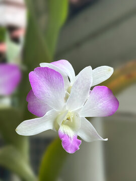  SWEET  VIOLET, orchid folwer blooming,dendrobium orchid