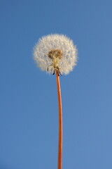 Fototapeta premium White fluffy dandelion seed head against a blue sky
