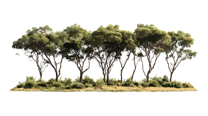 River red gum eucalyptus camaldulensis tree set isolated cutout sunny daylight, Australian nature, woodland plants, outdoor environment, green leaves, vector illustration.