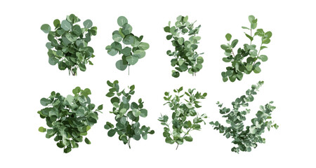 Isolated Eucalyptus citriodora and Amygdalina peppermint tree in bright daylight, medicinal plant, aromatic herb, fresh foliage, nature greenery, cutout, herbal garden, vector illustration.