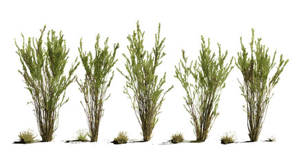 Set of Fouquieria splendens ocotillo tree isolated png, desert plant, southwestern flora, arid landscape, cactus family, drought tolerant shrub, vector illustration. © aura studio