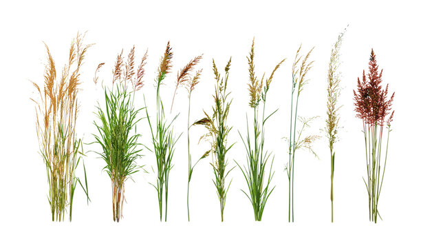 Set of frontal Prairie dropseed Sporobolus heterolepis and Calamagrostis acutiflora grass isolated png, Karl Foerster ornamental grass, prairie landscaping, vector illustration.