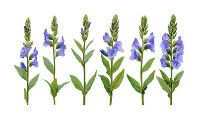 Frontal gentian speedwell isolated png, Veronica gentianoides wildflower, herbal plant, flowering meadow herb, natural garden flora, vector illustration, botanical design.