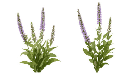 Veronica spicata, Veronica gentianoides isolated cutout, wildflower bouquet, herbaceous plants, meadow flora, garden greenery, vector illustration, natural foliage, botanical design.