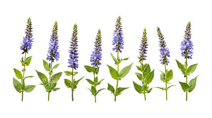 Set of Veronica spicata, spiked speedwell, frontal view isolated cutout, tree, wildflower, medicinal herb, garden plant, botanical illustration, vector illustration.