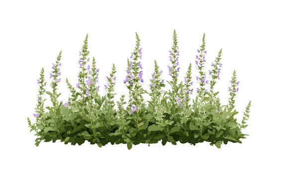 Set of frontal Veronica teucrium and Veronica gentianoides isolated png, tree, vector illustration, botanical garden, wildflower, nature flora, meadow plants, greenery.