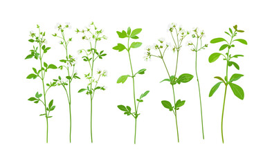 Set of Galium odoratum, sweet woodruff, sweetscented bedstraw isolated cutout, tree, wild herb, forest plant, meadow flowers, natural greenery, vector illustration.