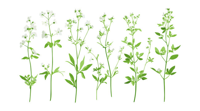Galium odoratum sweet woodruff isolated png, sweetscented bedstraw, woodland herb, garden plant, botanical illustration, herbal medicine, forest foliage, vector illustration.