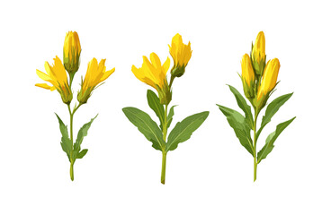 Gentiana lutea isolated, great yellow gentian, tree, alpine plant, wildflower, herbal medicine, botanical flower, garden plant, vector illustration, natural flora, meadow flower.