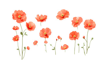 Geum coccineum isolated png, frontal view, set of flowers, garden plant, botanical illustration, vector illustration, ornamental shrub, vivid petals, nature element.