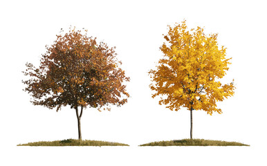 Fototapeta premium Autumn trees set with Hamamelis × intermedia, Populus tremula, isolated vector illustration, small deciduous trees, seasonal design, landscape composition, cutout, nature tree.