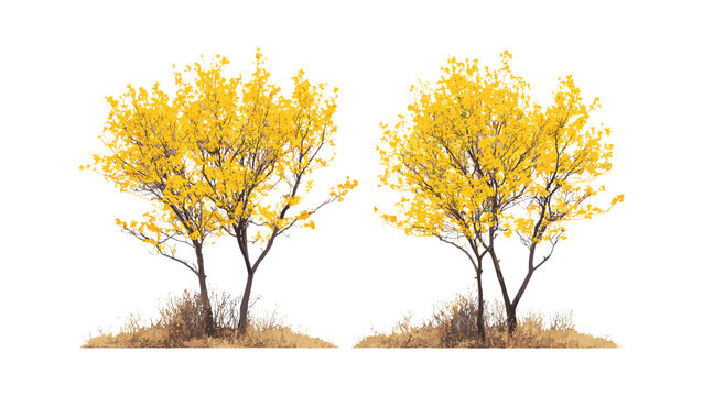 Witch-hazel Hamamelis virginiana trees set, American witch-hazel, beadwood street tree frontal view, vector illustration, isolated cutout, urban landscape, garden design, png.