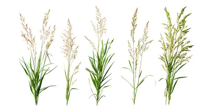 Pleuraphis mutica, isolated tobosa grass, Hilaria mutica tree, transparent background, vector illustration, prairie plant, dry region flora, native grass, southwest vegetation.