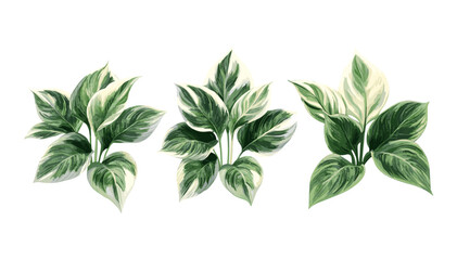 Set of Hosta Plantain Lily rainforest sunrise tree frontal isolated png cutout, tropical foliage, garden plant, exotic greenery, botanical vector illustration.