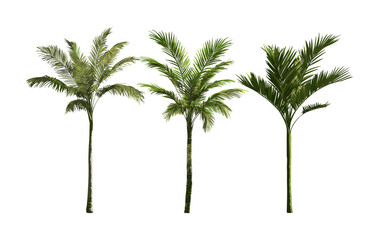 Obraz premium Howea forsteriana palm court palm, Kentia palm isolated cutout, tropical tree, indoor greenery, thatch palm, vector illustration, botanical plant, exotic foliage, landscaping, natural decor.