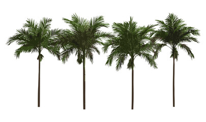 Isolated Howea forsteriana, Kentia palm tree, thatch palm, palm court palm cutout, tropical houseplant, indoor foliage, exotic greenery, botanical vector illustration, garden, landscaping.