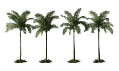 Set of Howea forsteriana, Kentia palm, palm court palm, thatch palm tree isolated png, tropical plant, indoor palm, vector illustration, exotic foliage, greenery decor, botanical.