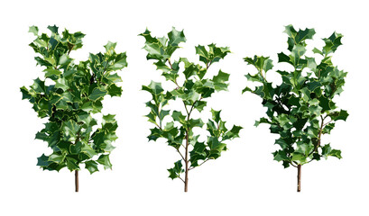 Set of English holly, Ilex aquifolium, Christmas holly, street shrub isolated png, sunny daylight, perfect cutout tree, vector illustration, garden plant, evergreen shrub.