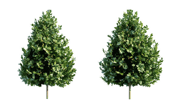 Ilex aquifolium holly tree set, English holly, European holly, Christmas holly, street and garden shrub, isolated tree cutout, vector illustration, winter plants, landscaping, outdoor greenery.