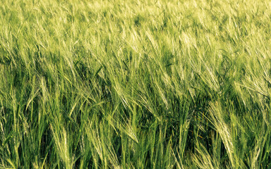 A crop of barley growing in a field in the Dordogne region of France