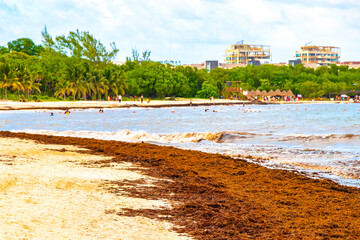 Beautiful Caribbean beach totally filthy dirty nasty seaweed problem Mexico.
