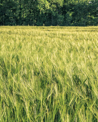 A crop of barley growing in a field in the Dordogne region of France with trees in the background