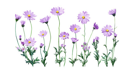 Indian Kalimeris aster cutout, Kalimeris indica flower, spring blossoms, meadow flowers, floral design, botanical art, vector illustration, nature elements.