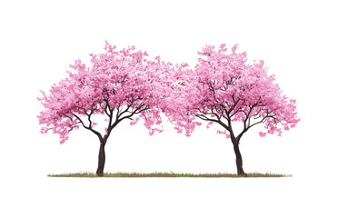 Obraz premium Cherry sakura and Lagerstroemia Crape Myrtle trees in pink blossom, summer urban street, isolated cutout, vector illustration, spring flowers, garden trees, decorative plants, flowering nature.