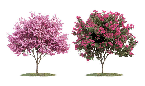 Lagerstroemia Crape Myrtle and Cherry sakura pink blossom trees, summer street, medium and small trees cutout, vector illustration, ornamental garden, seasonal plants, flowering branches.
