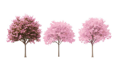 Set of Lagerstroemia Crape Myrtle and Cherry Sakura pink blossoming trees, summer street scene, medium small trees isolated png, vector illustration, tropical garden, flowering trees.