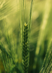Close up of a spike of Barley growing in a field in the Dordogne region of France