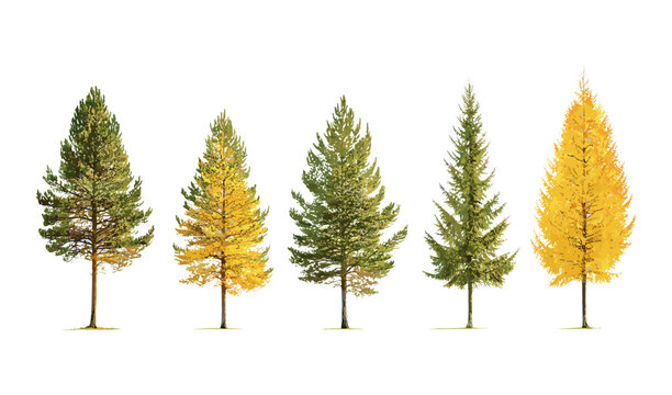 Set of Larix laricina tamarack tree isolated png sunny daylight American larch hackmatack eastern larch red larch black larch vector illustration forest nature.