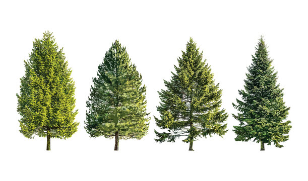 Larix occidentalis and Larix laricina set, sunny daylight tree isolated png, perfect cutout conifer forest, evergreen tree, vector illustration, nature background, botanical image.