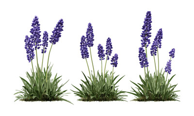 Set of Liriope muscari, Liriope muscari Variegata, isolated tree cutout, garden plants, foliage, ornamental grass, landscaping elements, botanical illustration, vector illustration.