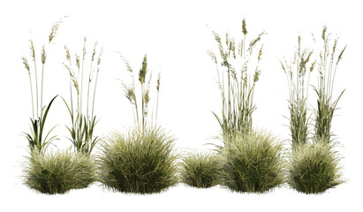 Luzula nivea, Snowy Wood Rush, set, isolated, frontal, png, tree, vector illustration, ornamental grass, woodland plant, perennial herb foliage, garden landscaping botanical concept.