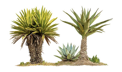 Vector illustration, Aloe dichotoma with Madagascar palm Pachypodium lamerei, frontal isolated set, transparent background, desert plant duo, drought tolerant succulent, exotic botanical