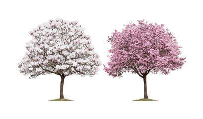 Set of Magnolia liliiflora and Prunus persica peach tree blossoming street trees, vector illustration, urban landscaping, flowering trees, botanical garden plants, nature background. © aura studio