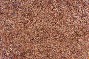 fall brown lying pine needles season background, autumn nature texture of a ground, fallen pine-needles backdrop