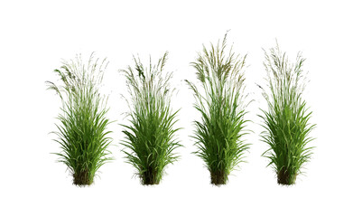 Maiden Grass Miscanthus sinensis Gracillimus isolated cutout, ornamental landscaping plant, tall garden grass, natural greenery, vector illustration, botanical foliage, outdoor scenery.