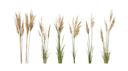 Fototapeta premium Miscanthus sinensis Gracillimus, Maiden Grass isolated cutout, ornamental grass plant, tall grass landscape, garden greenery, vector illustration, botanical design, natural foliage.