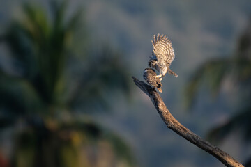 Two small Spotted owlets, interacting on a tree branch. One owl to be landing on another owl with outstretched wings. The background is a soft, blurred mix of greens and blues.