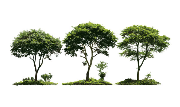 Isolated Moringa oleifera tree vector illustration, malunggay tree, street tree in bright daylight, tropical landscaping, herbal plant, urban greenery, environmental plant cutout.