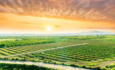 green spring farmland landscape of beautiful field with rows of vegetables and young fresh gardens with wonderful yellow hills and golden sunset or sunrise on background