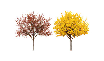Fototapeta premium Hamamelis virginiana and Ostrya virginiana frontal set, street trees with cutout, urban forestry, ecological greenery, hardwood species, seasonal foliage, vector illustration.