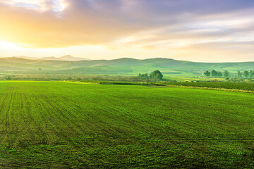 green orange gardens on a natural summer landscape with beautiful fruit trees and sunset sky on background