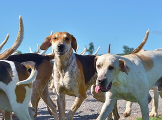 A Foxhound in the middle of a pack of hounds looking at the camera